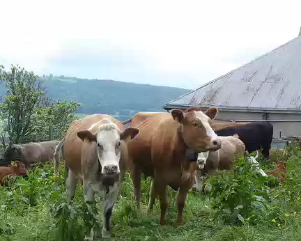 PXL003 Premières vaches suisses.